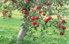 Правила посадки яблонь весной: когда сажать, как сажать, основные ошибки при посадке Где лучше посадить яблоню на участке